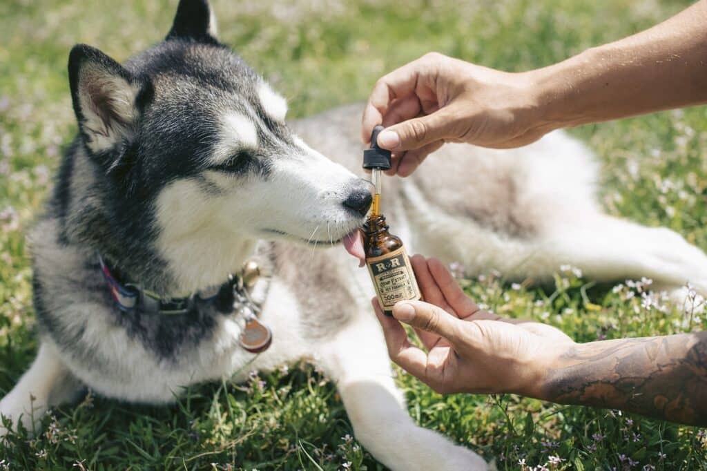 CBD pour chien